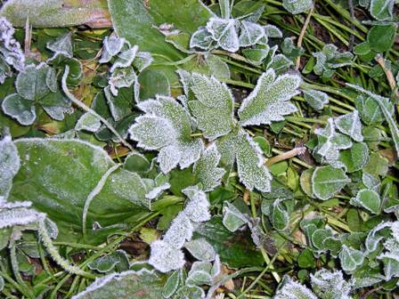 Prvn&iacute; mraz&iacute;k v Lu�ici